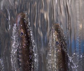 2 Pacific lamprey climbing up through fast flowing water