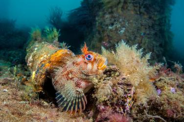 Fish on the ocean bed