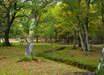 Pexels image of wooded area with trees, green leaves and lichen